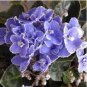 African Violet Mixed 5 Varieties Saintpaulia ionantha 50 PCS Seeds