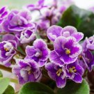 African Violet Seeds Purple Damask Petala with White Edge 200 PCS Seeds African Violet Seeds Purple Damask Petala with White Edge 200 PCS Seeds
