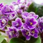 African Violet Seeds Purple Damask Petala with White Edge 200 PCS Seeds