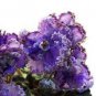 African Violet Seeds Purple Damask Petala with White Edge 200 PCS Seeds
