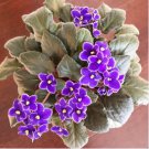 African Violet Blue Blazes 100 PCS Seeds