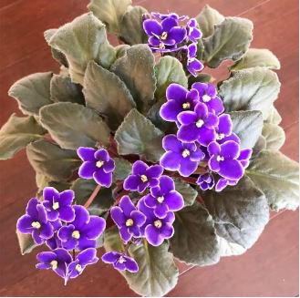 African Violet Blue Blazes 100 PCS Seeds