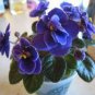 African Violet Blue Blazes 100 PCS Seeds