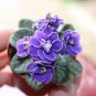 African Violet Blue Blazes 100 PCS Seeds