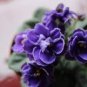 African Violet Blue Blazes 100 PCS Seeds
