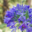 Agapanthus Africanus Flower Seeds Easy Care and Drought Tolerant 100 PCS Seeds