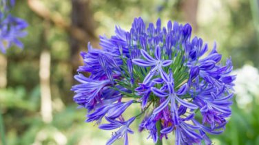 Agapanthus Africanus Flower Seeds Easy Care and Drought Tolerant 100 PCS Seeds