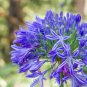 Agapanthus Africanus Flower Seeds Easy Care and Drought Tolerant 100 PCS Seeds