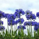 Agapanthus africanus Seeds 'Fireworks’ African Lily 'Strawberry ice' 100 PCS Seeds