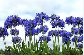 Agapanthus africanus Seeds 'Fireworks&acirc;�� African Lily 'Strawberry ice' 100 PCS Seeds