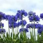 Agapanthus africanus Seeds 'Fireworks’ African Lily 'Strawberry ice' 100 PCS Seeds