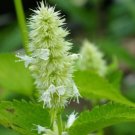 Agastache Rugosa Flower Bonsai Patchouli Flower Plant Fancy Ageratum Blue Crown 100 PCS Seeds Agastache Rugosa Flower Bonsai Patchouli Flower Plant Fancy Ageratum Blue Crown 100 PCS Seeds