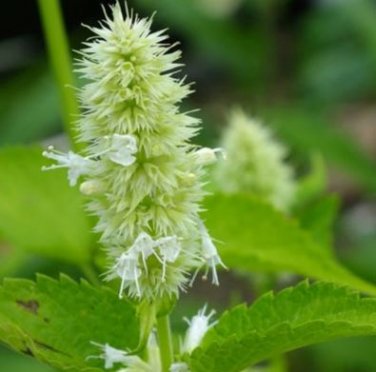Agastache Rugosa Flower Bonsai Patchouli Flower Plant Fancy Ageratum Blue Crown 100 PCS Seeds