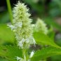 Agastache Rugosa Flower Bonsai Patchouli Flower Plant Fancy Ageratum Blue Crown 100 PCS Seeds