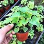 Agastache Rugosa Flower Bonsai Patchouli Flower Plant Fancy Ageratum Blue Crown 100 PCS Seeds