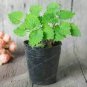 Agastache Rugosa Flower Bonsai Patchouli Flower Plant Fancy Ageratum Blue Crown 100 PCS Seeds