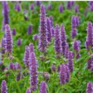 Agastache Rugosa Korean Indian Mint Blue Licorice Purple Giant Hyssop 100 PCS Seeds