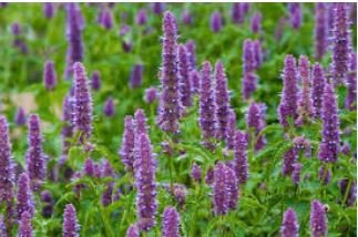 Agastache Rugosa Korean Indian Mint Blue Licorice Purple Giant Hyssop 100 PCS Seeds