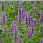 Agastache Rugosa Korean Indian Mint Blue Licorice Purple Giant Hyssop 100 PCS Seeds