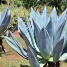 Agave americana Succulents Garden Plants 10 PCS Seeds Agave americana Succulents Garden Plants 10 PCS Seeds