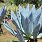 Agave americana Succulents Garden Plants 10 PCS Seeds