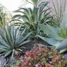 Agave aurea Golden Agave Succulents Garden Plants 10 PCS Seeds Agave aurea Golden Agave Succulents Garden Plants 10 PCS Seeds