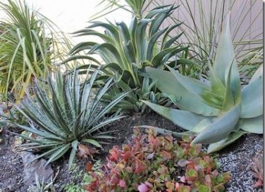 Agave aurea Golden Agave Succulents Garden Plants 10 PCS Seeds