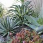 Agave aurea Golden Agave Succulents Garden Plants 10 PCS Seeds