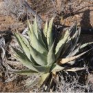 Agave cerulata subsp. cerulata Succulents Garden Plants 10 PCS Seeds Agave cerulata subsp. cerulata Succulents Garden Plants 10 PCS Seeds