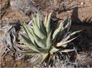 Agave cerulata subsp. cerulata Succulents Garden Plants 10 PCS Seeds