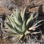 Agave cerulata subsp. cerulata Succulents Garden Plants 10 PCS Seeds