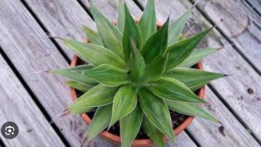 Agave chazaroi Succulents Garden Plants 10 PCS Seeds