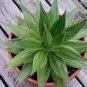 Agave chazaroi Succulents Garden Plants 10 PCS Seeds