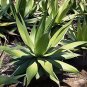 Agave chazaroi Succulents Garden Plants 10 PCS Seeds