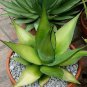 Agave chazaroi Succulents Garden Plants 10 PCS Seeds