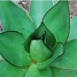 Agave chazaroi Succulents Garden Plants 10 PCS Seeds