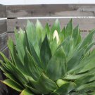 Agave chiapensis Succulents Garden Plants 10 PCS Seeds