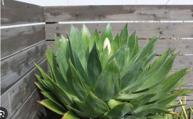 Agave chiapensis Succulents Garden Plants 10 PCS Seeds