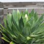 Agave chiapensis Succulents Garden Plants 10 PCS Seeds