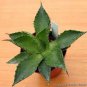 Agave chiapensis Succulents Garden Plants 10 PCS Seeds