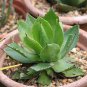 Agave chiapensis Succulents Garden Plants 10 PCS Seeds