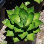 Agave chiapensis Succulents Garden Plants 10 PCS Seeds