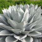 Agave chrysantha Succulents Garden Plants 10 PCS Seeds