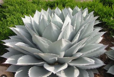 Agave chrysantha Succulents Garden Plants 10 PCS Seeds