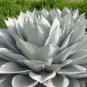 Agave chrysantha Succulents Garden Plants 10 PCS Seeds
