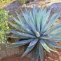 Agave chrysantha Succulents Garden Plants 10 PCS Seeds