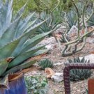 Agave Deserti Garden Plants Rare Potted Plants 10 PCS Seeds Agave Deserti Garden Plants Rare Potted Plants 10 PCS Seeds