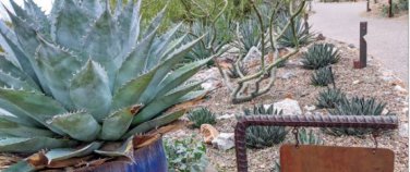 Agave Deserti Garden Plants Rare Potted Plants 10 PCS Seeds