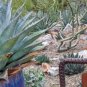 Agave Deserti Garden Plants Rare Potted Plants 10 PCS Seeds