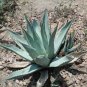 Agave Deserti Garden Plants Rare Potted Plants 10 PCS Seeds